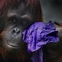 Florida, Tampa zoo - Orangutan wiping tear